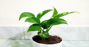 Pothos Care
